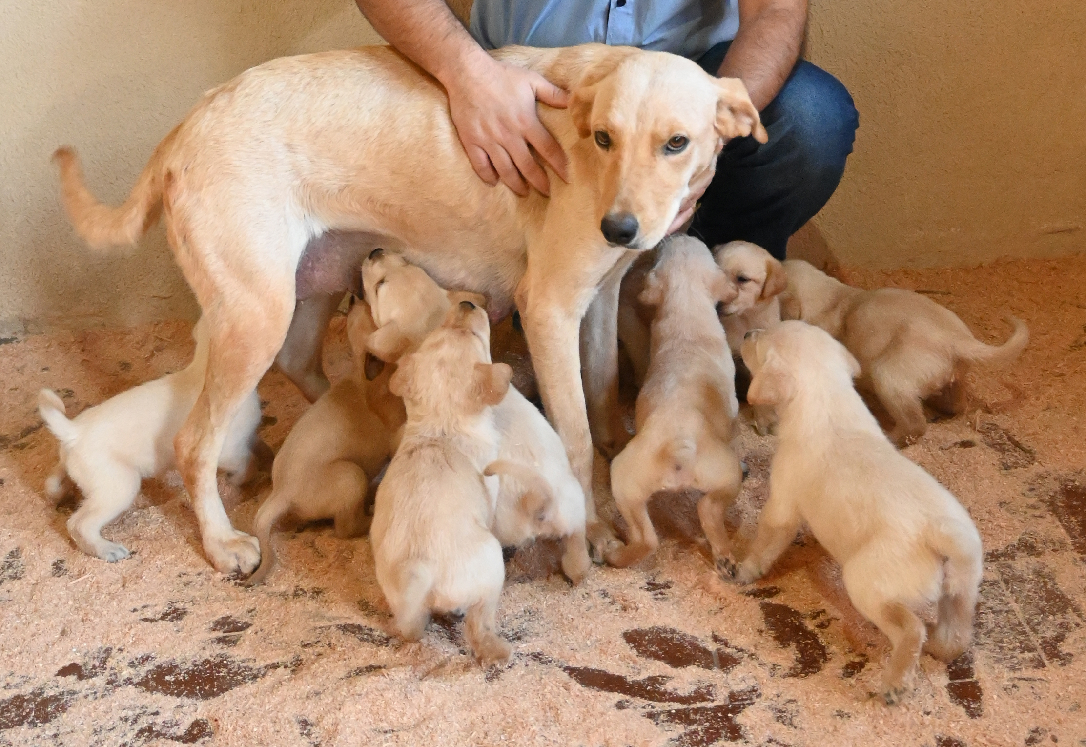 PROTEÇÃO ANIMAL